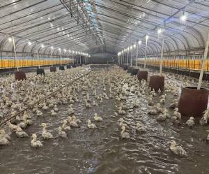 지난달 17일 쏟아진 괴물폭우로 막대한 수해 피해를 본 전남 나주시의 한 오리농가에 오리들이 잠겨있다. /독자 제공