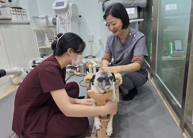 서민영 사라양한방동물병원 원장(오른쪽)이 재활실에서 진료를 보고 있다. ⓒ 뉴스1 한송아 기자