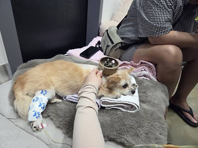 수액 처치와 뜸 치료를 받고 있는 반려견과 보호자가 함께하고 있다. ⓒ 뉴스1 한송아 기자
