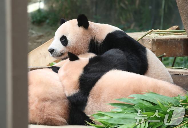 국내 최초 쌍둥이로 태어난 판다 자매 루이바오, 후이바오가 엄마와 함께 있는 모습이 일반에 마지막으로 공개된 12일 경기 용인시 처인구 에버랜드 판다월드에서 엄마 아이바오가 루이바오·후이바오와 함께 시간을 보내고 있다.  2025.8.12/뉴스1 ⓒ News1 김영운 기자