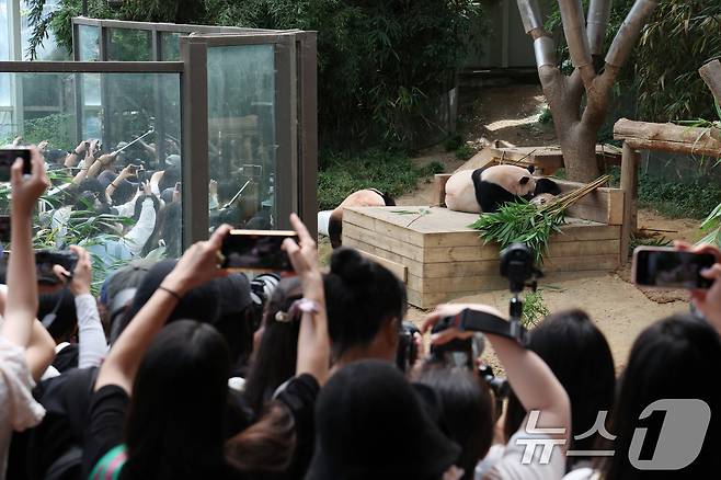 국내 최초 쌍둥이로 태어난 판다 자매 루이바오, 후이바오가 엄마와 함께 있는 모습이 일반에 마지막으로 공개된 12일 경기 용인시 처인구 에버랜드 판다월드에서 관람객들이 판다 가족을 보고 있다.  2025.8.12/뉴스1 ⓒ News1 김영운 기자