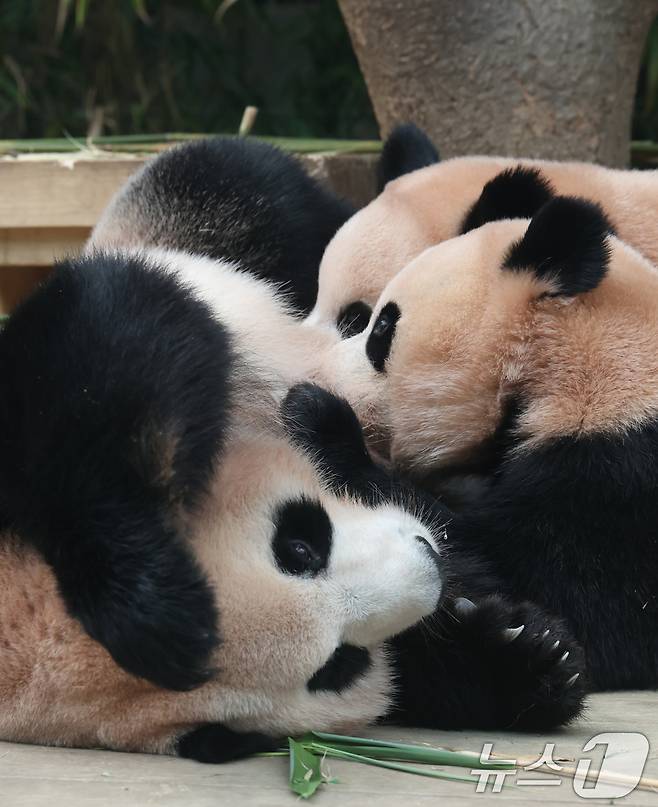 국내 최초 쌍둥이로 태어난 판다 자매 루이바오, 후이바오가 엄마와 함께 있는 모습이 일반에 마지막으로 공개된 12일 경기 용인시 처인구 에버랜드 판다월드에서 엄마 아이바오가 루이바오·후이바오에게 젖을 물리고 있다.  2025.8.12/뉴스1 ⓒ News1 김영운 기자