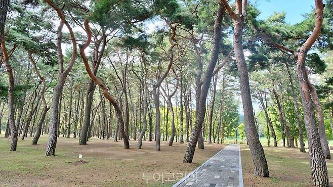 송호관광지 / 사진-영동군