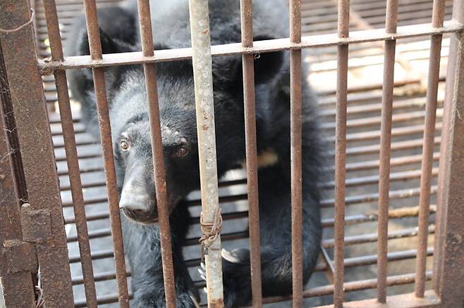 12일 곰 보금자리 프로젝트·녹색연합·동물복지문제연구소 어웨어·동물자유연대 등 4개 시민단체는 지난 7일 경기도 연천의 한 사육곰 농가와 사육 중인 반달곰 12마리를 매입하는 계약을 체결했다고 밝혔다. 동물자유연대 제공