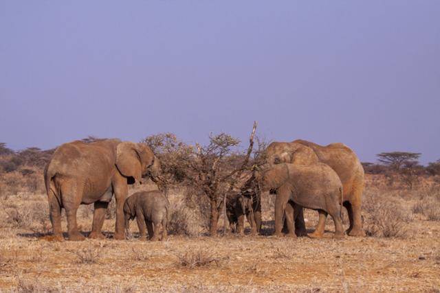 가뭄 기간 나무를 먹고 있는 코끼리들. WWF 제공