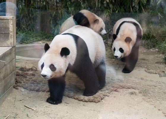Giant pandas Ai Bao, front, Hui Bao, right from Ai Bao, and Rui Bao are pictured at Everland amusement park in Yongin, Gyeonggi, on Aug. 12. [SAMSUNG C&T]