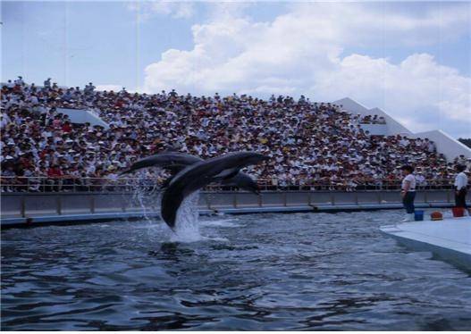 서울동물원에서 진행됐던 돌고래쇼 모습. [서울대공원 제공]