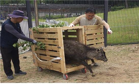 멸종위기 동물인 산양   [서울대공원 제공]