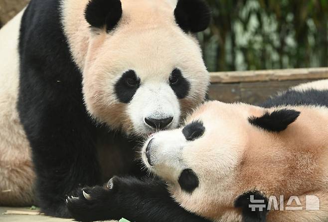[용인=뉴시스] 김종택 기자 = 12일 경기 용인시 에버랜드 판다 월드 실내 방사장에서 국내 첫 쌍둥이 판다 루이바오와 후이바오가 엄마 아이바오와 함께 시간을 보내고 있다.태어난 지 보통 1년 반에서 2년이 지나면 엄마에게서 독립하는 판다 특성상 쌍둥이 판다는 오늘이 엄마 아이바오와 함께 보내는 마지막 날이다.에버랜드는 3주간 독립 트레이닝을 진행했으며 오는 9월 새롭게 오픈하는 판다 세컨하우스에서 루이바오와 후이바오 둘이 지내게 할 예정이다. 2025.08.12. jtk@newsis.com