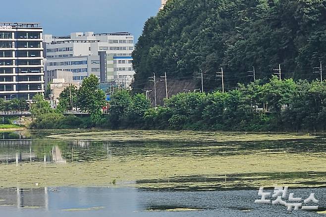 지난 11일 오후 강원 춘천시 근화동 소양1교 상류 부근에 떠다니는 부유물. 구본호 기자