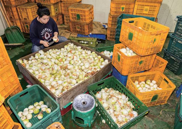 ‘깐 양파’로 1차 가공해 가공업체에 납품한다.