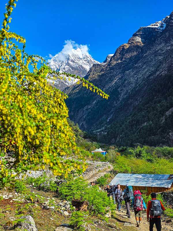 팡보체와 그 아래 노랗게 핀 히말라야의 야생화.