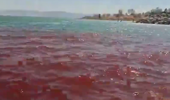 イスラエル北部のガリラヤ湖は最近赤くなり、地元住民と観光客の間で恐怖が広がっています。イスラエルの自然と公園管理オフィス