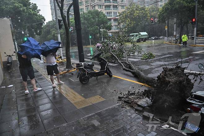지난해 9월 75년만의 최강 태풍' 버빙카가 상륙한 중국 상하이에서 뿌리 채 뽑힌 나무가 보인다. 2024.09.17 ⓒ AFP=뉴스1 ⓒ News1