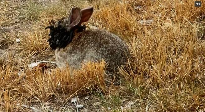얼굴에 괴상한 검은 뿔이 달린 토끼가 미국 콜로라도주에서 목격됐다. /사진=9NEWS