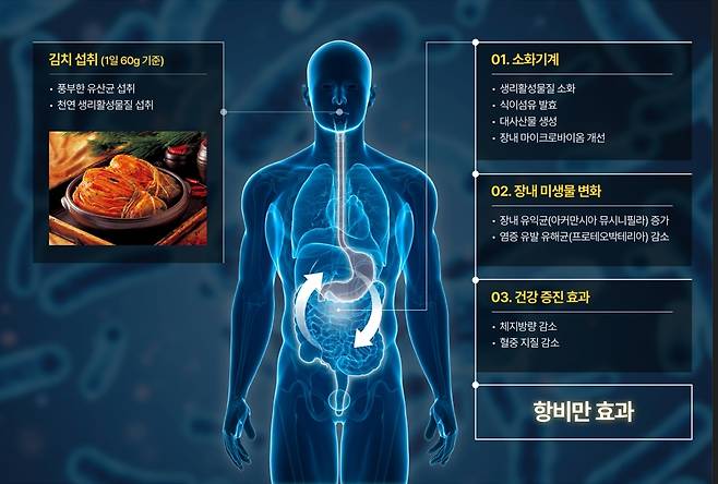 김치의 항비만 효과에 관한 임상시험 결과 체계도  [세계김치연구소 제공]