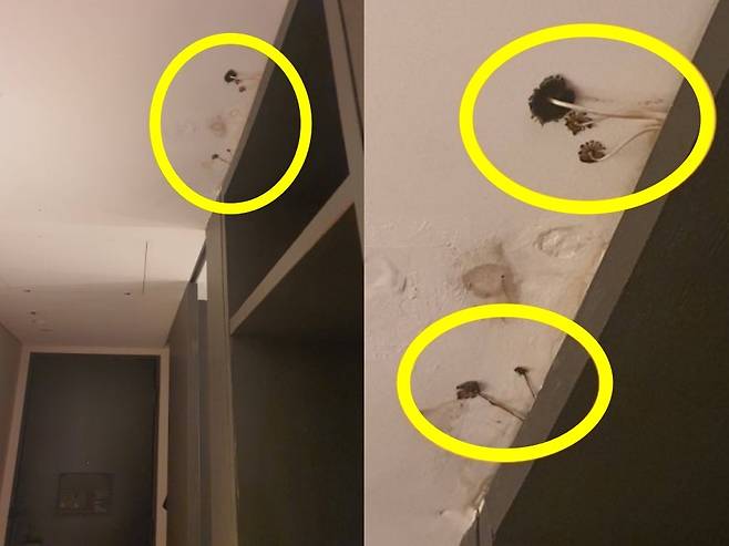 서울 한 3성급 비즈니스 호텔 룸 천장에 자란 버섯 모습. [블라인드]