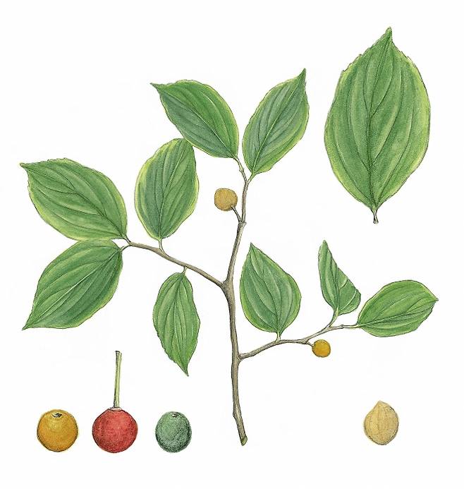 예부터 사람들은 마을의 귀한 자리에 심긴 팽나무 아래에서 더위를 피하고, 이야기를 나누고, 음식을 먹고 마시며 소통해 왔다.