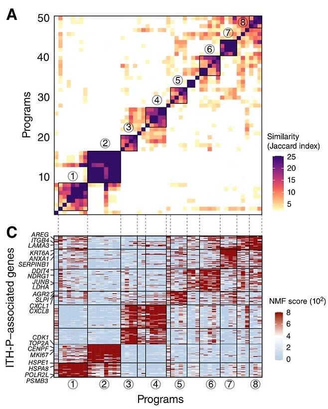 [그림1] 두경부암 오가노이드 단일세포 전사체 분석을 통한 이질성 탐색 및 치료 저항성 관련 유전자 모듈을 규명함.