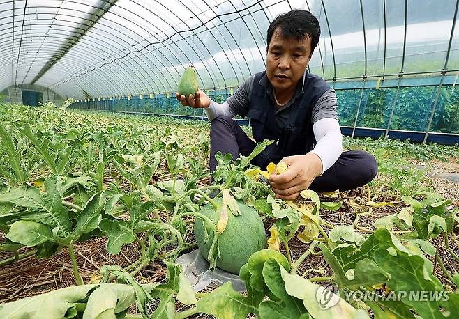 폭염ㆍ폭우 피해당한 무등산수박 (광주=연합뉴스) 조남수 기자 = 13일 광주 북구 금곡동 무등산수박마을에서 농장주 문광배 씨가 최근 과한 습도와 햇빛 과다 등 오락가락하는 날씨로 인해 타들어 가는 무등산수박 잎을 만지고 있다. 2025.8.13 iso64@yna.co.kr