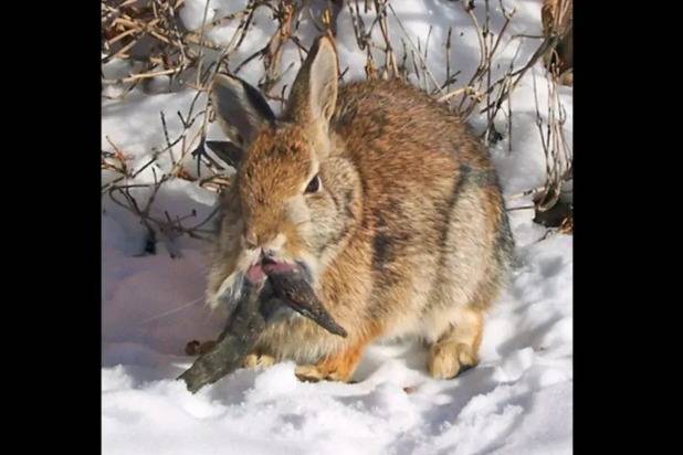 '좀비 토끼'로 불리는 토끼. 입 아래에 길게 자란 돌기가 보인다.  (Clinton Forry via Flickr, CC-by-2.0).