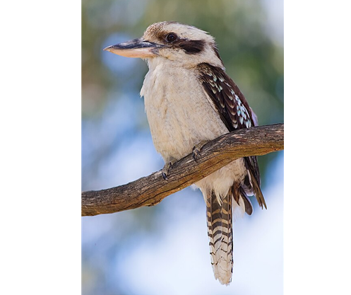 웃음물총새. 위키미디어 제공