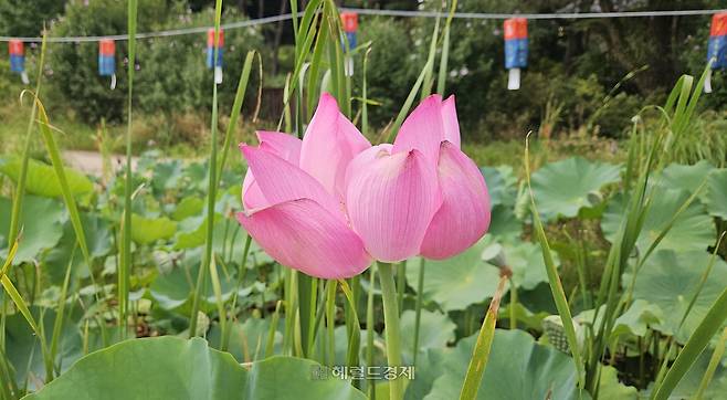 봉선사 연꽃 단지
