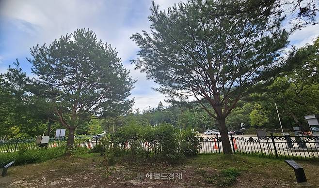 정이품송 후계목 2그루