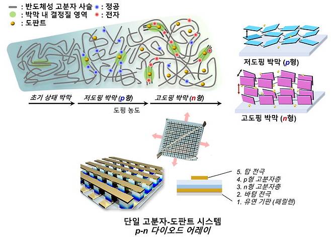 [서울=뉴시스] 도핑 농도에 따른 유기반도체 박막 내 고분자 사슬 구조 변화 및 전하 이동체 생성 양상(위)과 고분자 반도체-도판트 p-n 다이오드 소자 모식도. (사진=성균관대 제공) 2025.08.14. photo@newsis.com *재판매 및 DB 금지