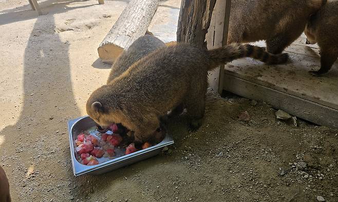 울산대공원 동물원의 코아티에게는 과일을 얼린 얼음과일이 여름 특식으로 제공된다.