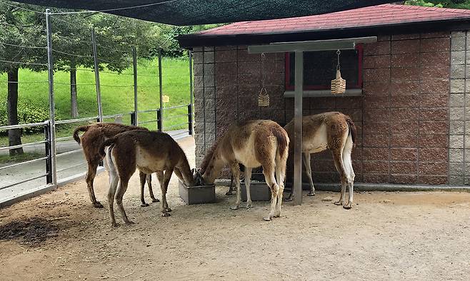 햇볕이 뜨겁게 내리쬔 지난 6일 울산대공원 동물원의 과나코들이 그늘막 아래서 먹이를 먹고 있다.