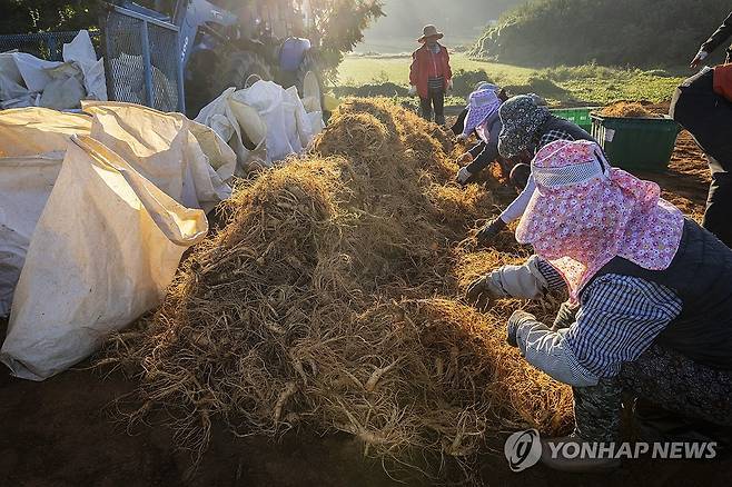 민통선 6년근 인삼 수확 시작 [연합뉴스 자료사진]