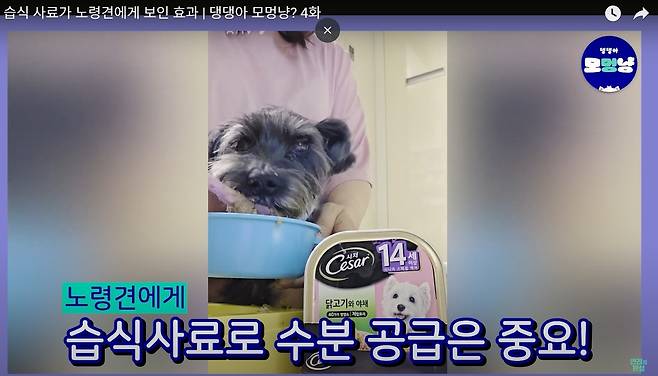 수분 함량이 높고 부드러운 습식 사료는 노령견에게 섭취 부담을 줄이고 만성 탈수를 예방하는 데 효과적이다(반려의완성 유튜브 채널 갈무리). ⓒ 뉴스1