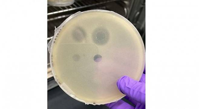 연구팀이 페트리 접시에 배양한 세균 ‘할랄칼리박테리움 할로두란스’의 모습. 이 세균은 고세균 ‘할로그라눔 살라리움’이 분비하는 단백질에 의해 사멸될 수 있다. Aida Sanchez-Ricol 제공.