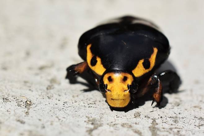 Abhijeet Bayani 제공