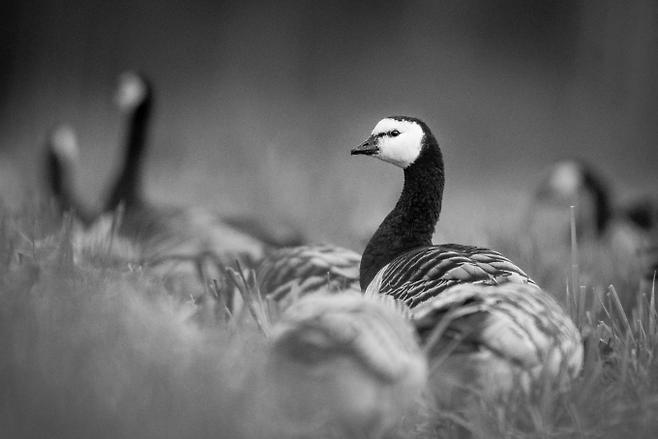 Alwin Hardenbol 제공