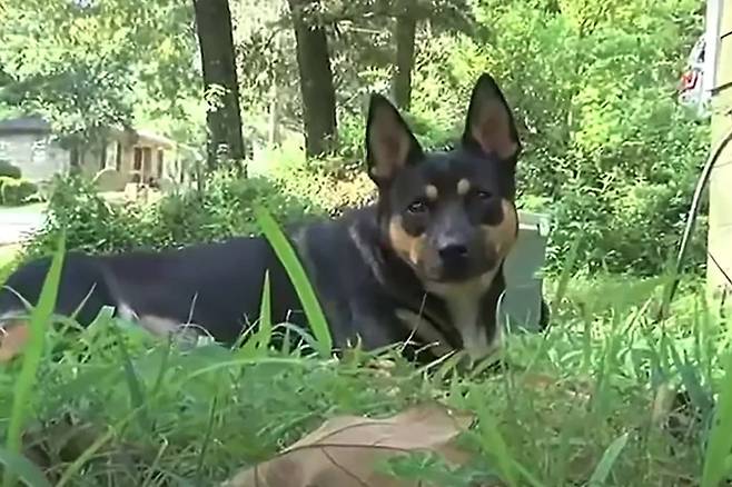 총격으로 사망한 사람의 유골을 물어온 미국 앨라배마주의 반려견 '치카린'. 사진=WBRC 6 유튜브 캡처