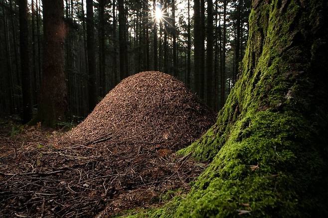 요새인 듯, 무덤인 듯. 개미가 만든 돔 모양의 둥지. Iacopo Nerozzi | Big picture