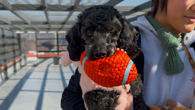 구조 이후 리오는 다른 개들보다도 사람과 가장 잘 어울리며 깊은 애착을 보여주고 있다. 동그람이 정진욱