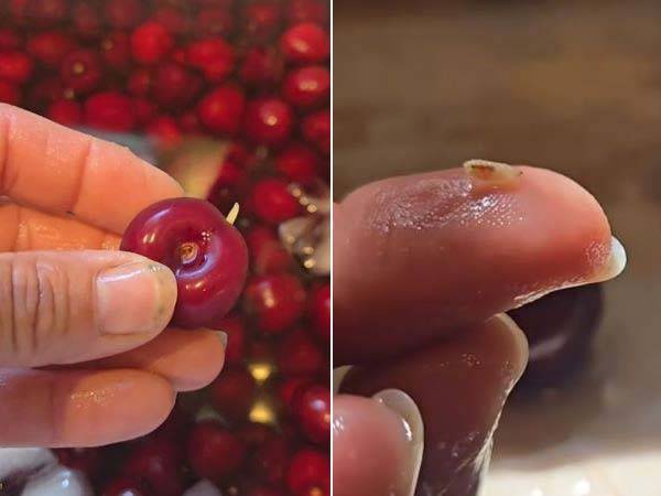 미국의 한 여성이 체리 세척 중 체리 안에서 조그마한 유충을 발견한 영상이 화제다./사진=틱톡 캡처