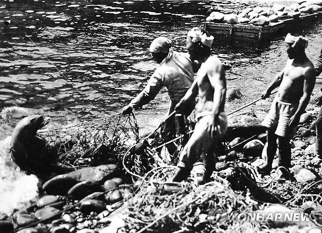 일제 강점기 일본인들이 독도 강치를 포획하는 기록사진 [국립해양박물관 제공·재판매 및 DB금지]