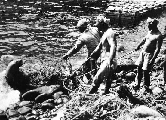 일제 강점기 독도 강치를 포획하는 일본인들