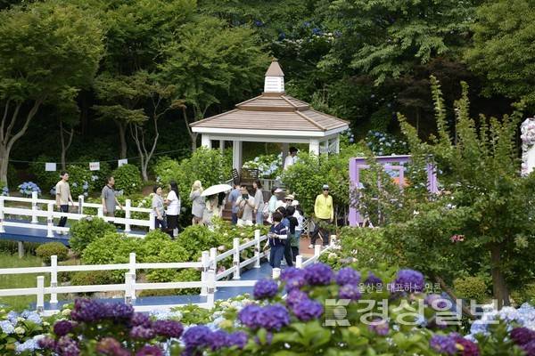 지난 6월7일부터 29일까지 장생포 고래문화마을 일원에서 열린 제4회 장생포 수국 페스티벌. 울산 남구 제공