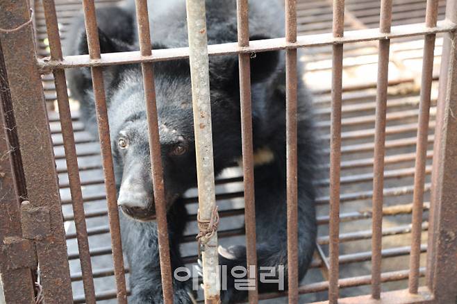 한 농가의 사육곰 모습(사진=동물자유연대)