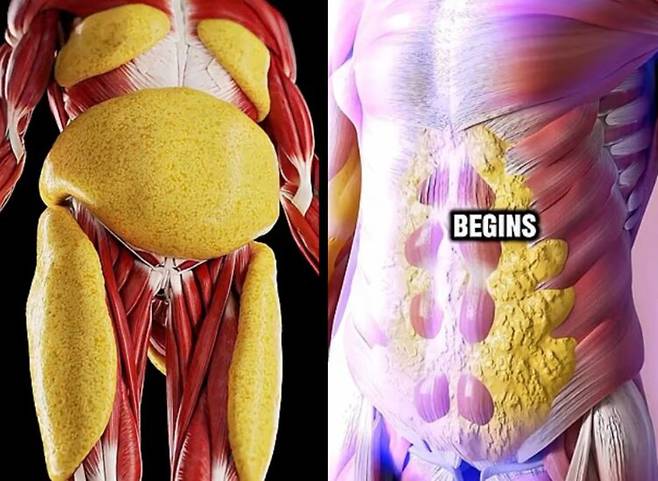 단식이 단순한 '식사 중단'이 아닌, 세포 및 대사 수준에서 '진정한 회복(deep repair)'을 유도하는 과정을 시간대별로 설명한다. [사진=유튜브 채널 GrowFit Health 캡처]