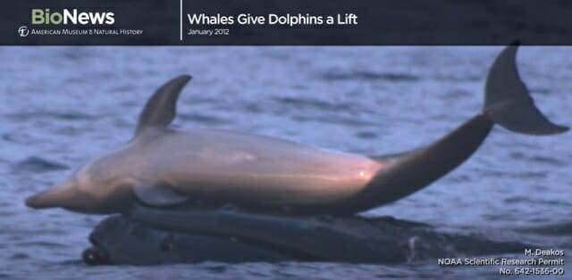 하와이에서 혹등고래가 병코돌고래를 머리 위로 반복해서 들어올리며 노는 모습 (사진=유튜브 영상 캡쳐 @ American Museum of Natural History)