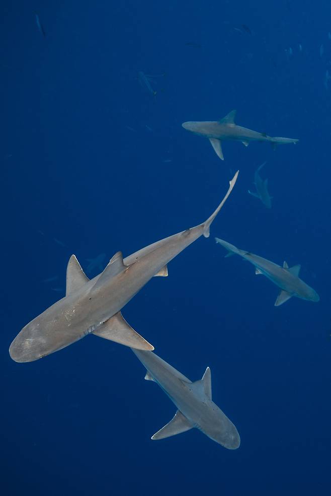 하와이 노스쇼어 '샤크 다이빙' 투어 중 만난 상어들. 통상 사람을 공격하지 않는다고 알려져 있으나 주의사항 준수는 필수. /조유미 기자