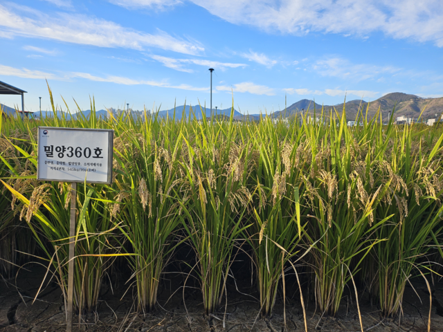 농촌진흥청이 개발한 메탄 저감 벼 ‘감탄’은 ‘새일미’ 품종 대비 메탄 발생량이 16% 적다. 농촌진흥청