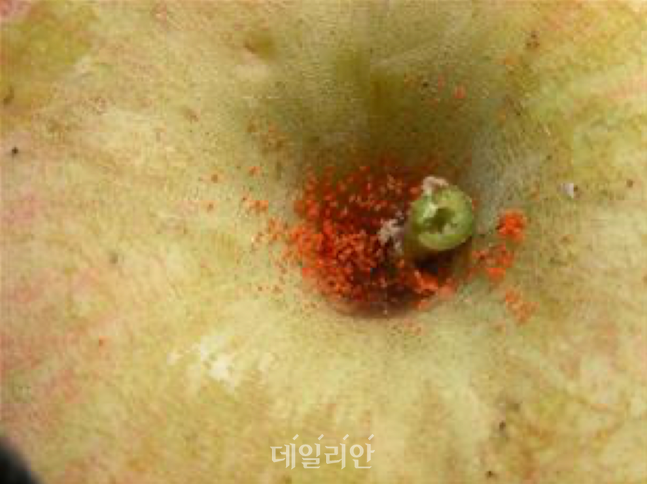 점박이응애 피해를 본 사과 열매 ⓒ농촌진흥청