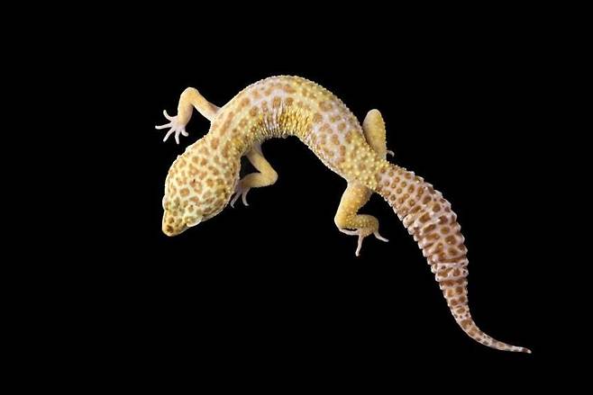 게코도마뱀. 게티이미지뱅크